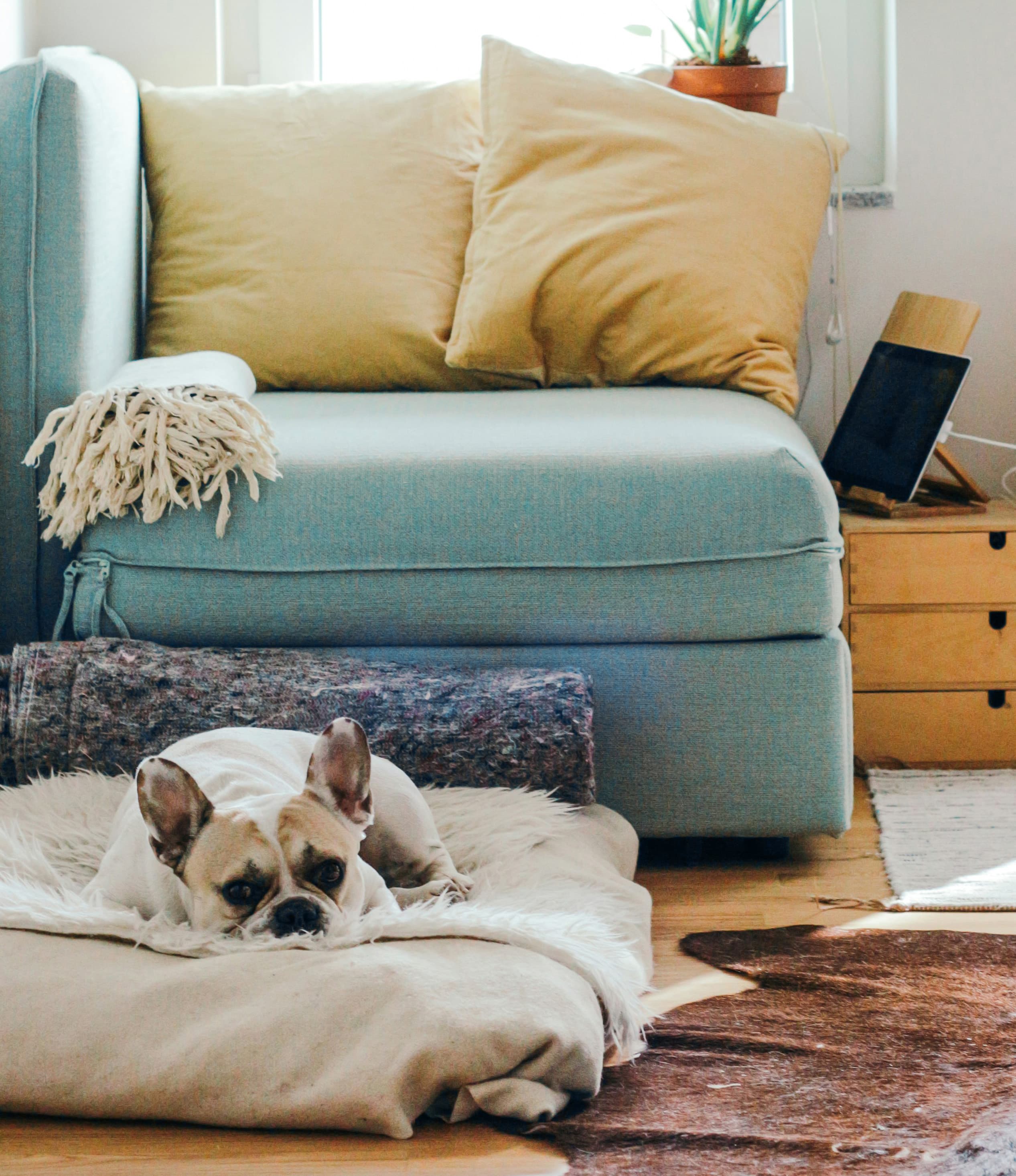 A brightly lit living room featuring a light blue sofa with yellow cushions, a pug lying on a floor cushion, and a partially visible brown rug, with a plant placed by the window.